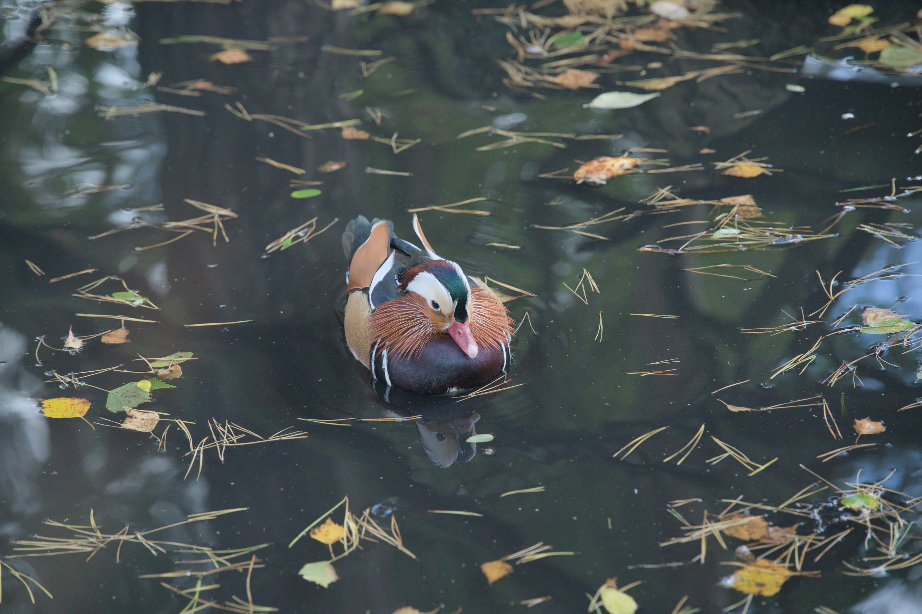 2025/10/12 - zoo/DSC_0032.jpg